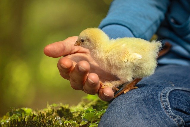chick-g0ccd947db_640