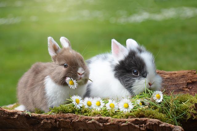 rabbits-g9c6c0bd48_640